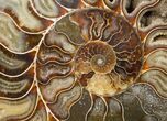 Split Ammonite Half - Agatized #12460-1
